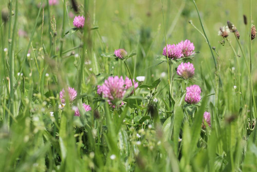 Rotklee, Trifolium pratense