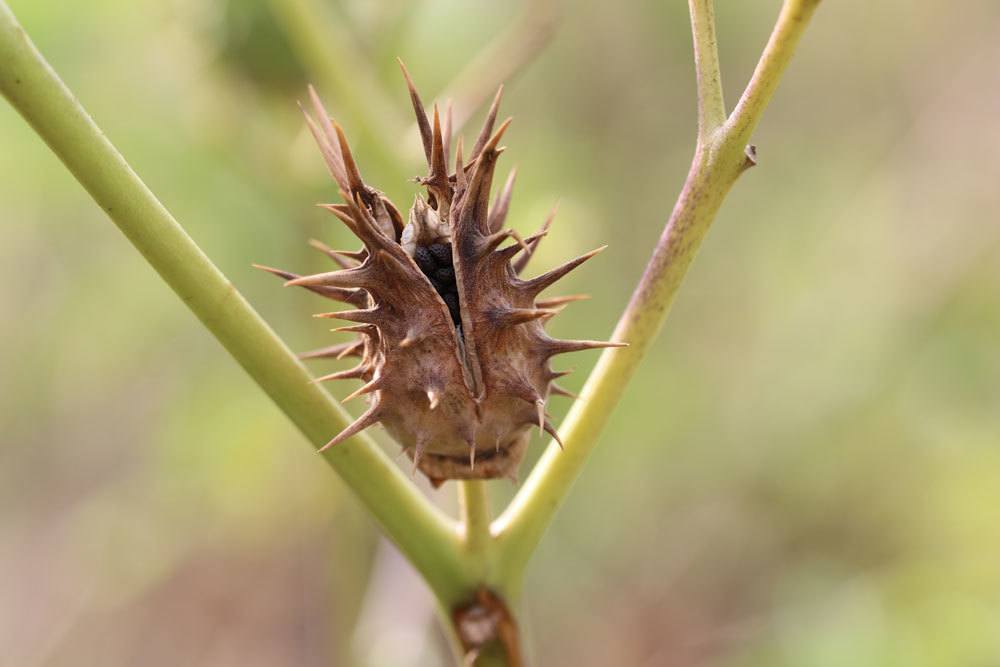 Stechapfel, Datura ferox