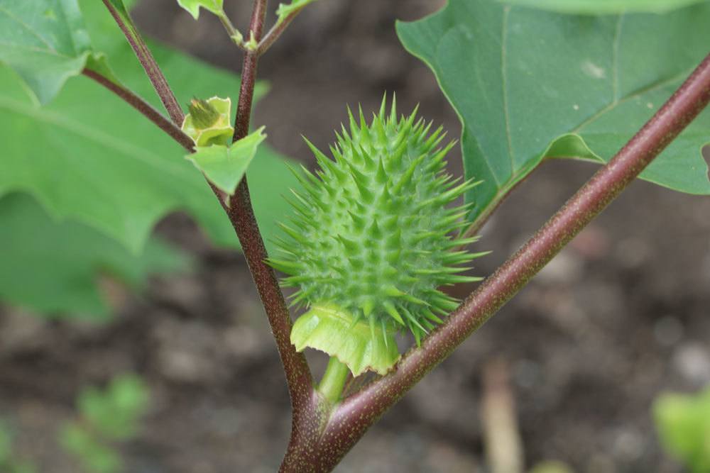 Stechapfel, Datura