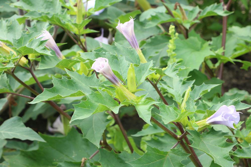 Stechapfel, Datura