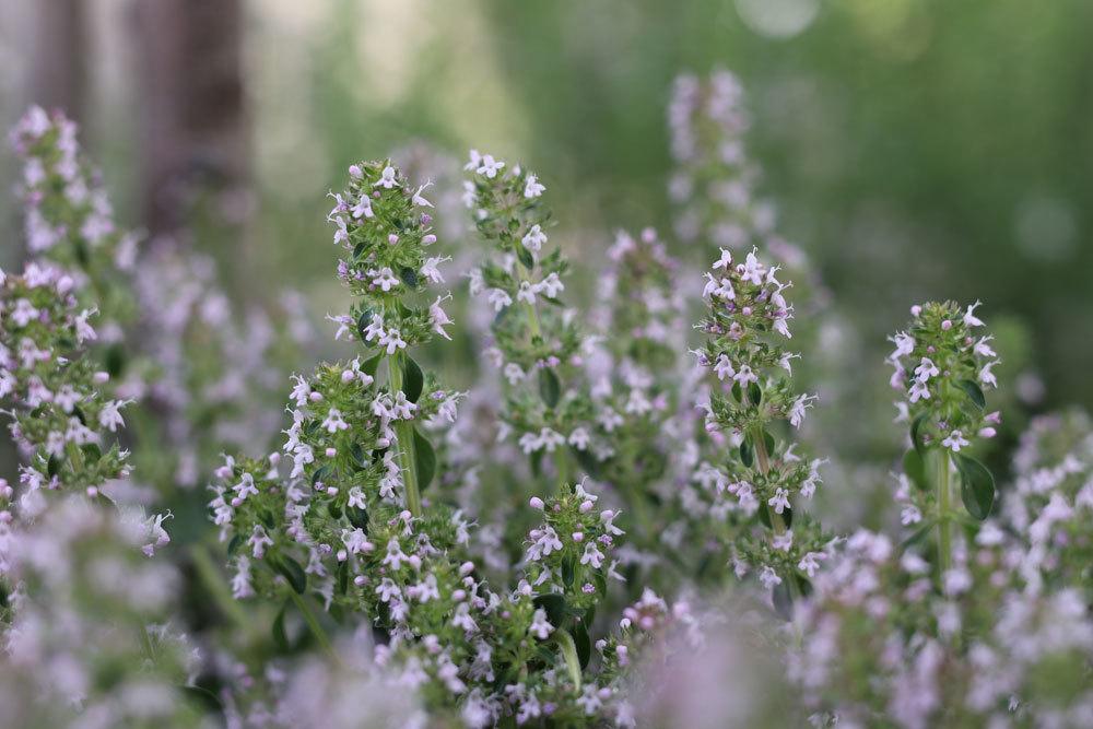 Arznei-Thymian, Thymus Pulegioides