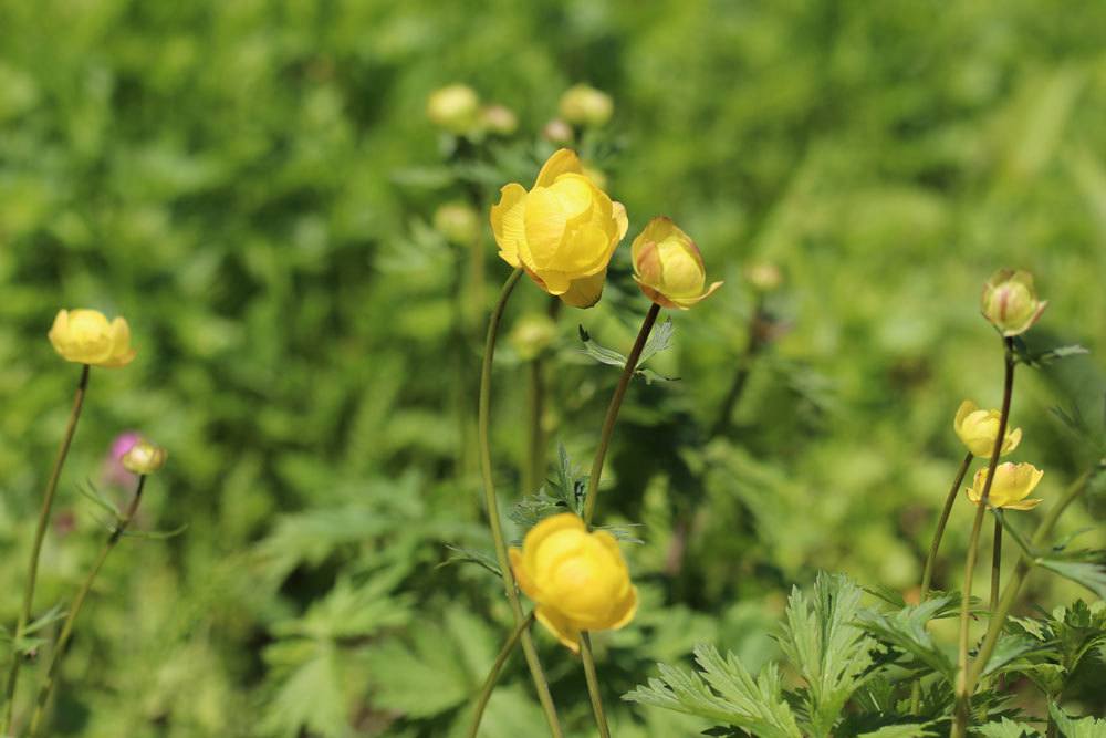 Trollblume, Trollius Europaeus