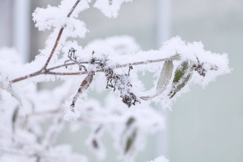 Gartenarbeiten im Winter