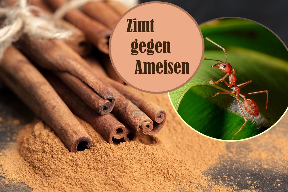 Zimt gegen Ameisen