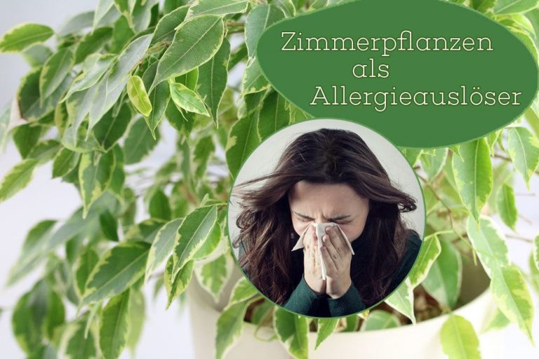 Zimmerpflanzen als Allergieauslser | krankmachende Pflanzen