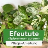 Efeutute (Epipremnum aureum)