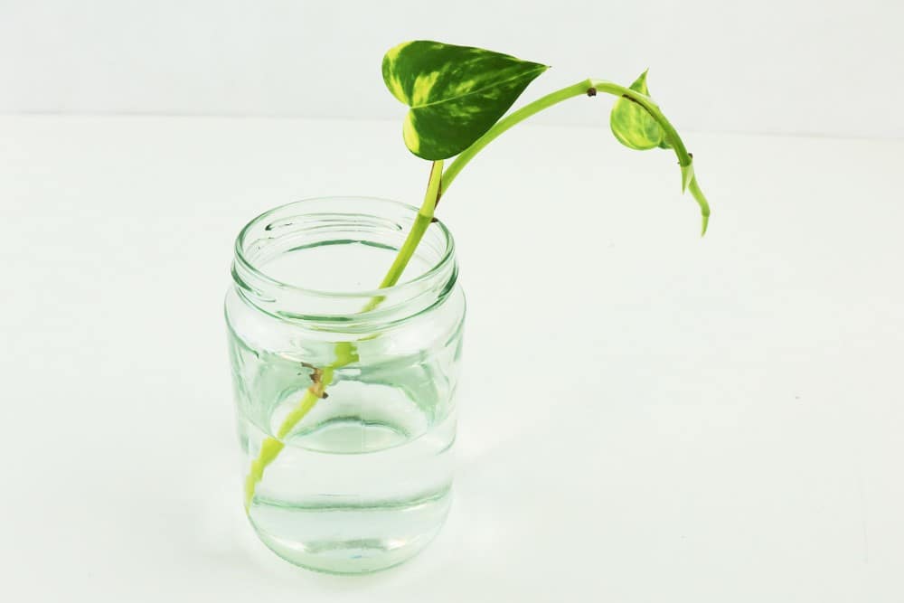 Steckling der Efeutute in Wasserglas