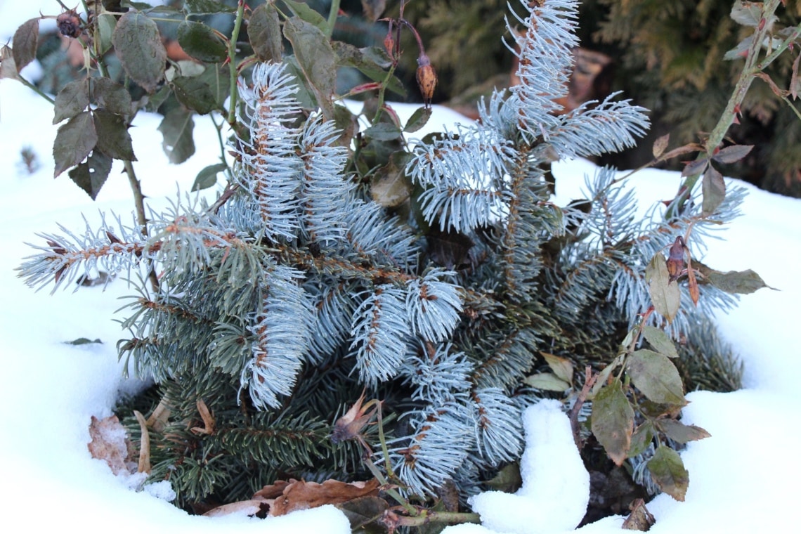 Reisig als Winterschutz für Rosen