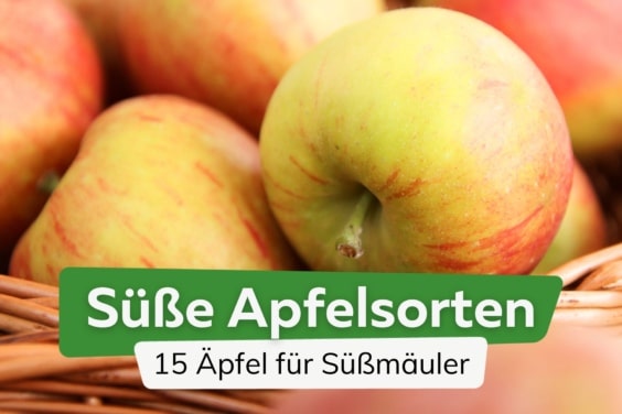 15 süße Apfelsorten | Äpfel mit viel Süße