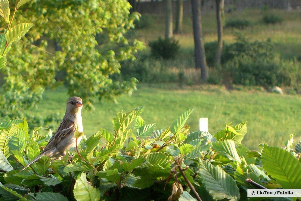 vogelfreundlicher Garten