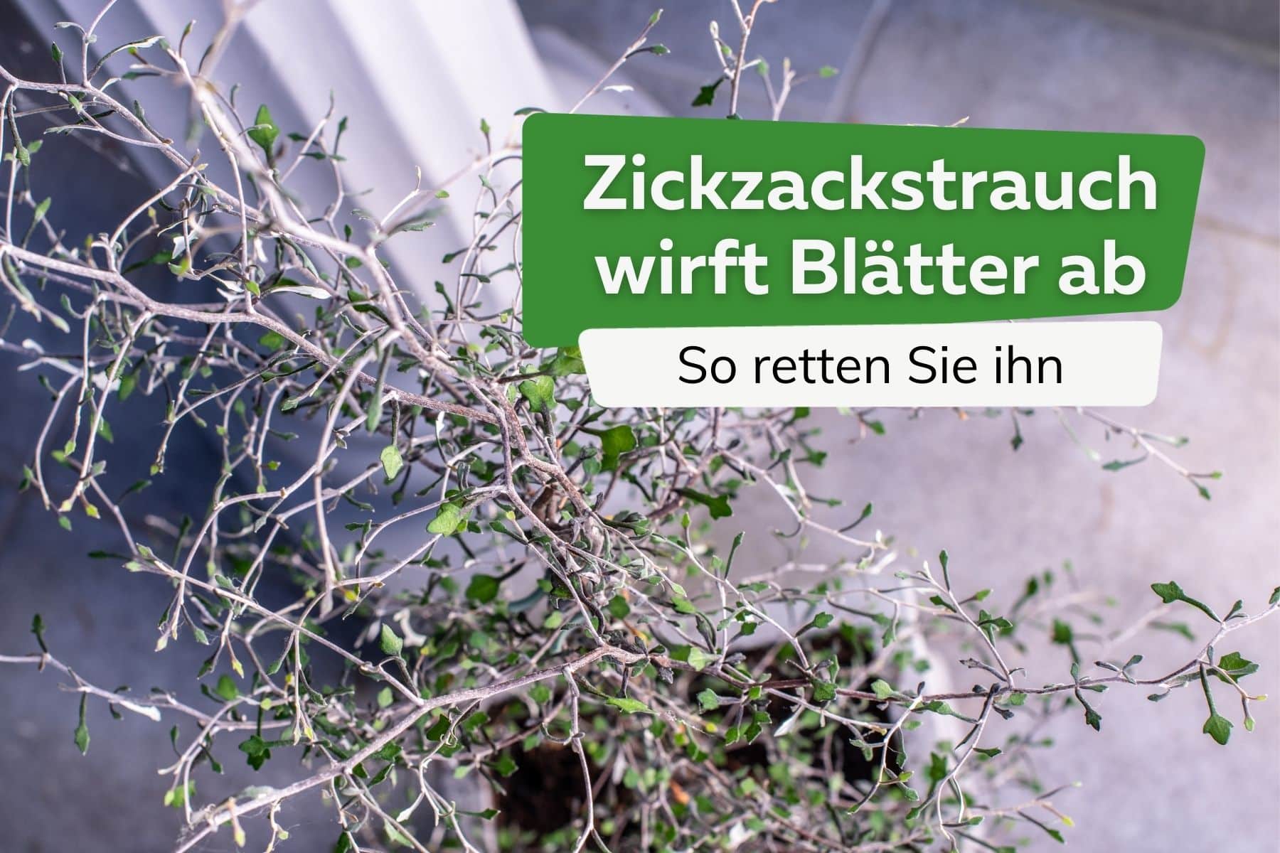 Zickzackstrauch wirft Blätter ab Titel