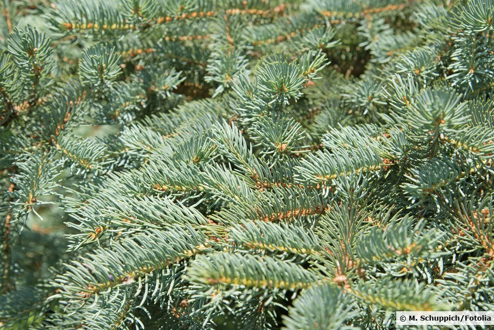 Blaufichte, Picea pungens