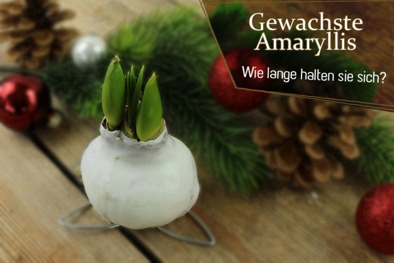 Gewachste Amaryllis