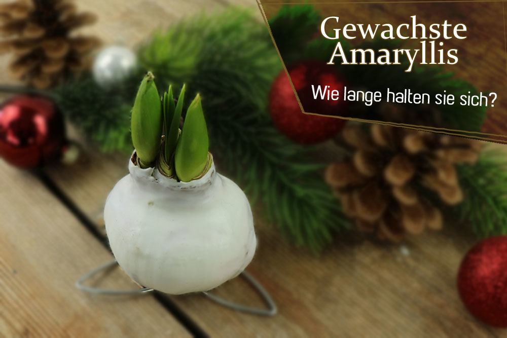 Gewachste Amaryllis