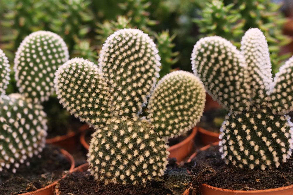 Hasenohrkaktus, Opuntia microdasys