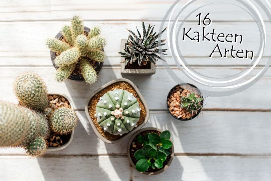 Kakteen Bilder Mit Namen