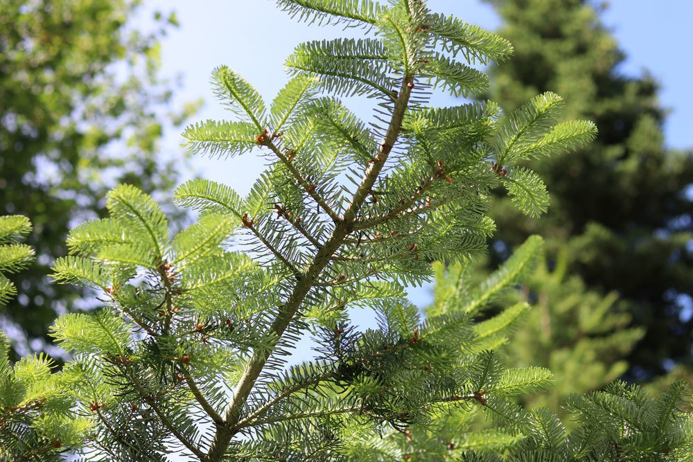 Korea-Tanne, Abies koreana