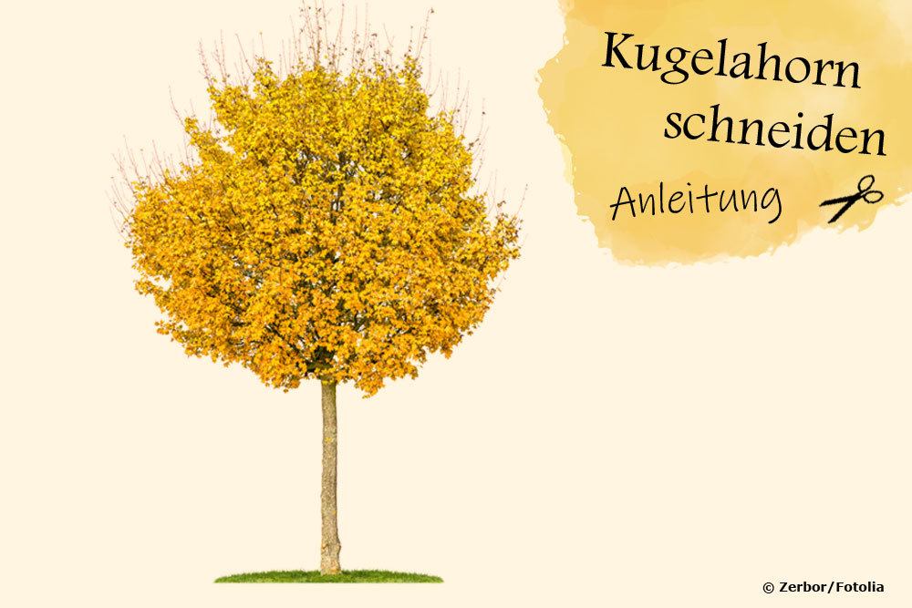 Kugelahorn schneiden