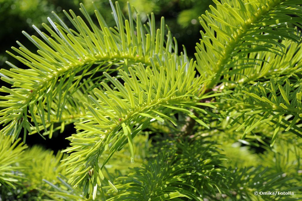 Nordmanntanne, Abies nordmanniana