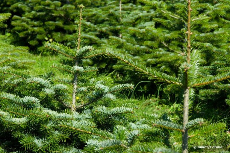 Nordmanntanne, Abies nordmanniana