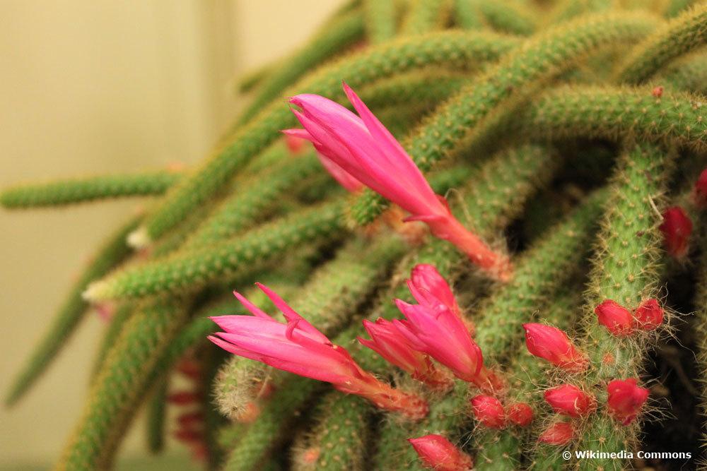 Peitschenkaktus, Aporocactus flagelliformis