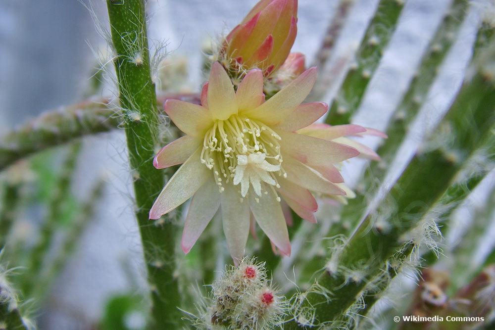 Rutenkaktus, Rhipsalis pilocarpa