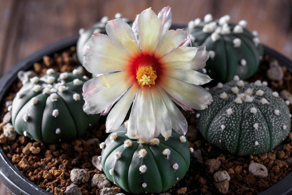 Seeigelkaktus, Astrophytum asterias