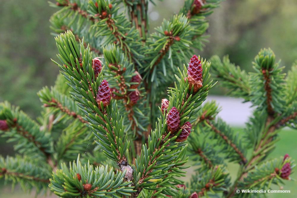 Serbische Fichte, Picea omorika