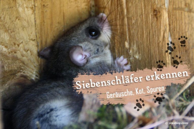 Siebenschläfer
