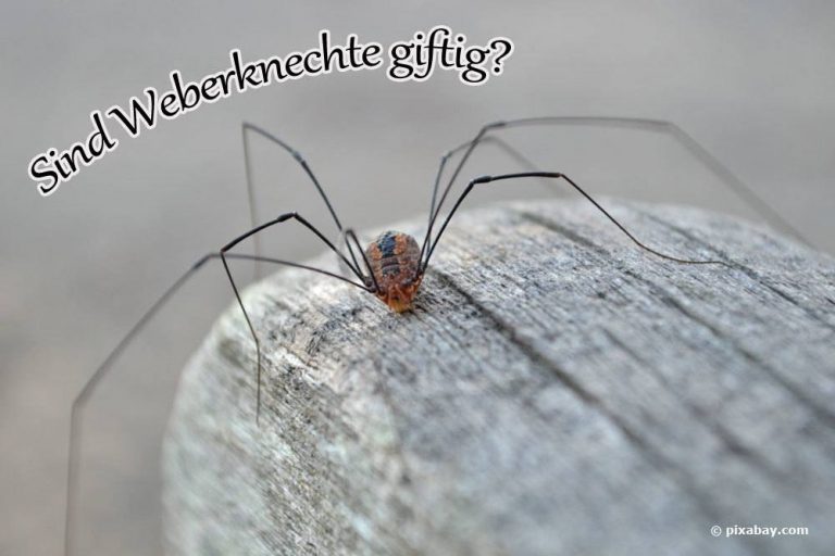 Sind Weberknechte giftig?