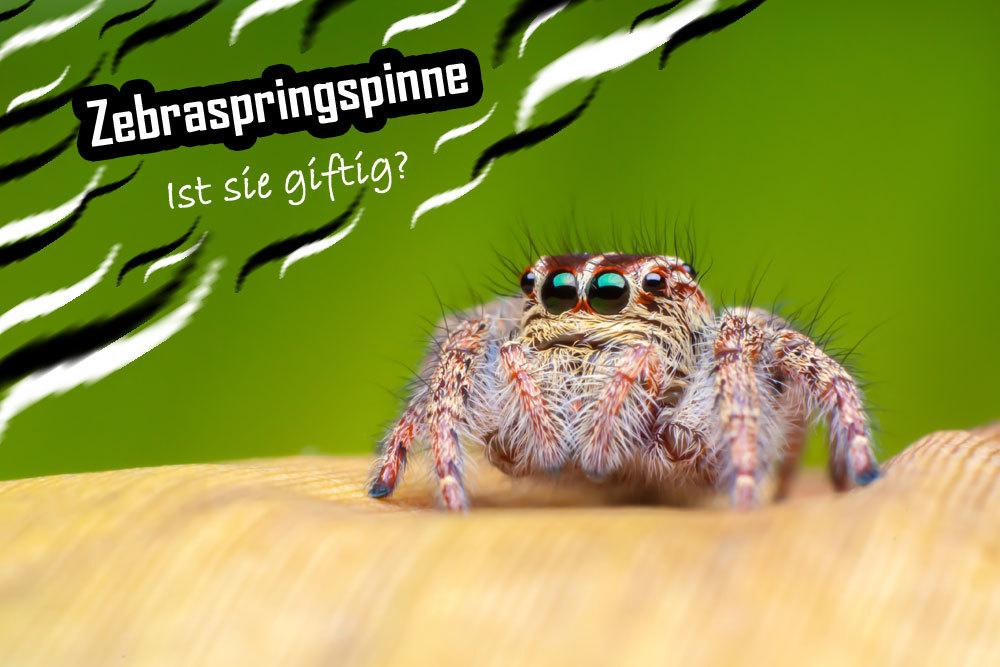 Zebrasrpingspinne