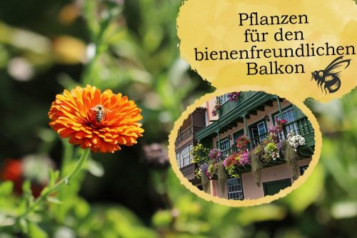 Pflanzen für den bienenfreundlichen Balkon