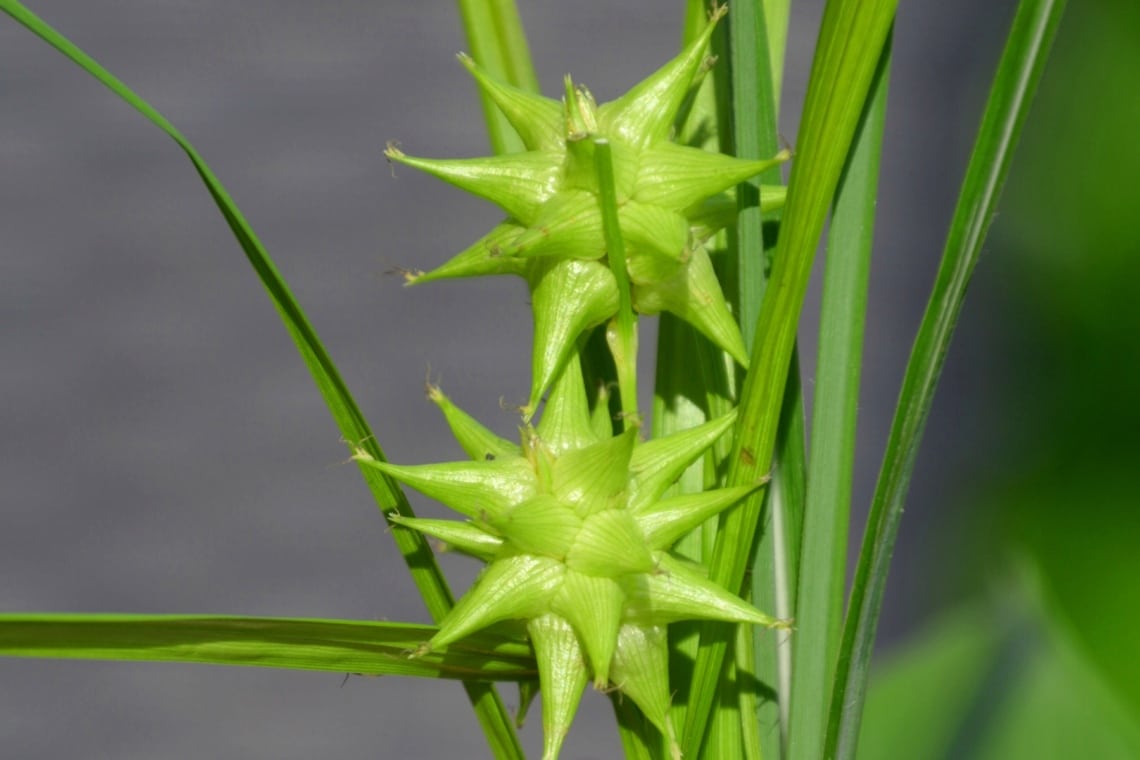 Morgenstern-Segge (Carex grayi)