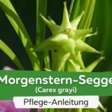 Morgenstern-Segge (Carex grayi)