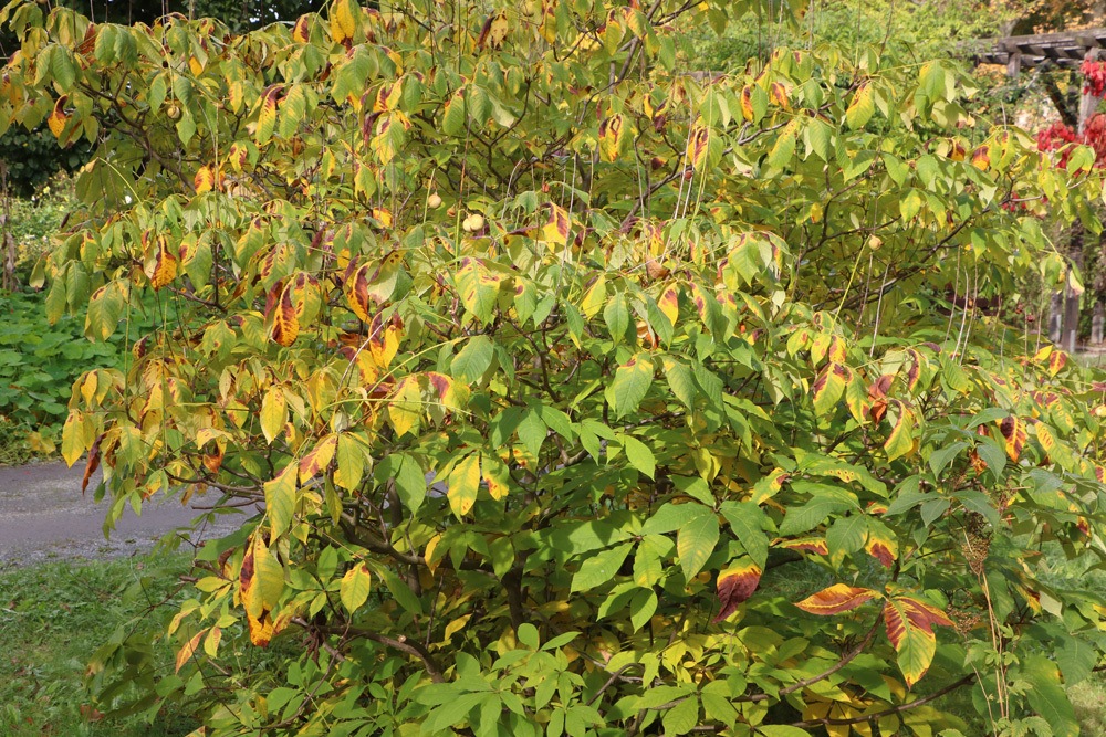 Strauchkastanie - Aesculus parviflora