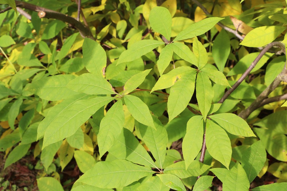 Strauchkastanie - Aesculus parviflora