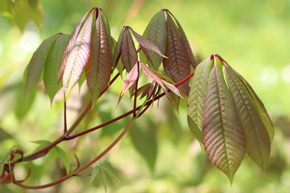 Strauchkastanie - Aesculus parviflora