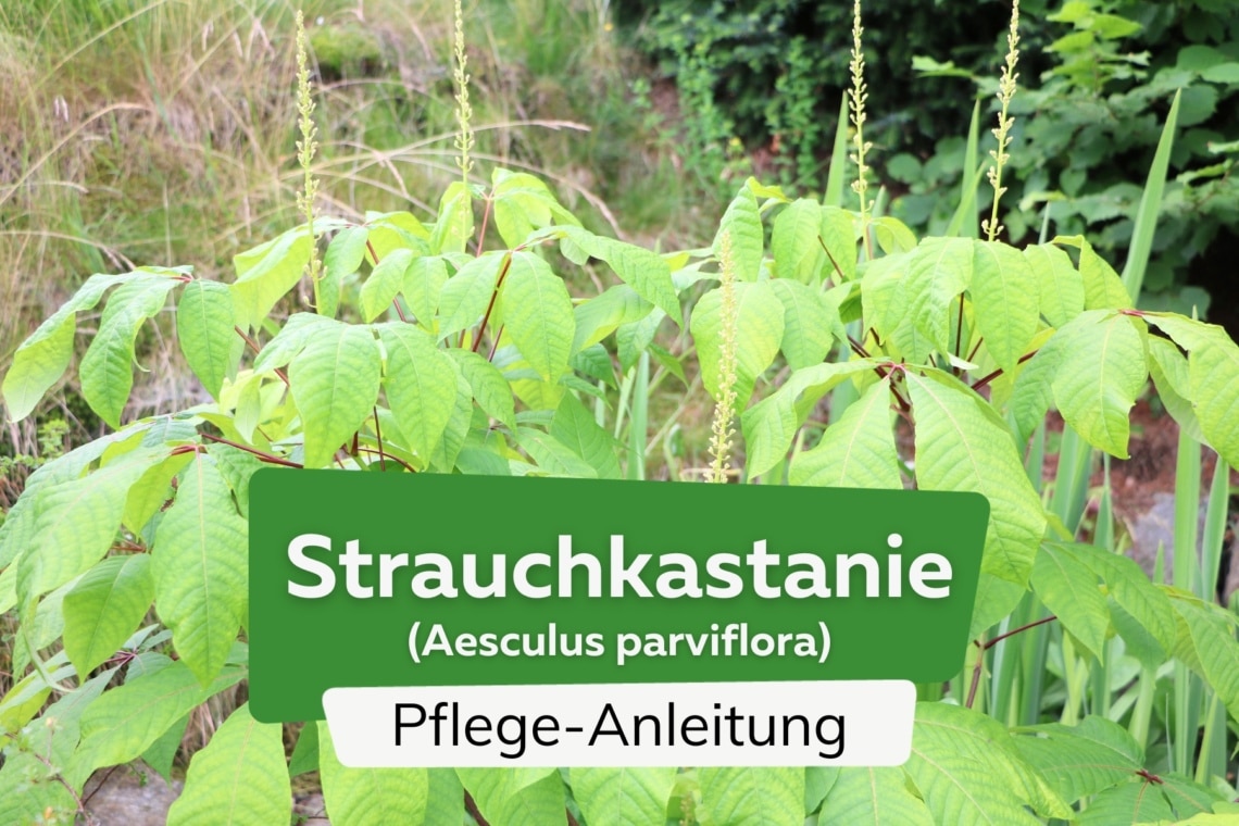 Strauchkastanie (Aesculus parviflora)