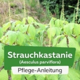 Strauchkastanie (Aesculus parviflora)