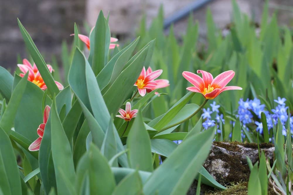 Tulpen und Vergissmeinnicht