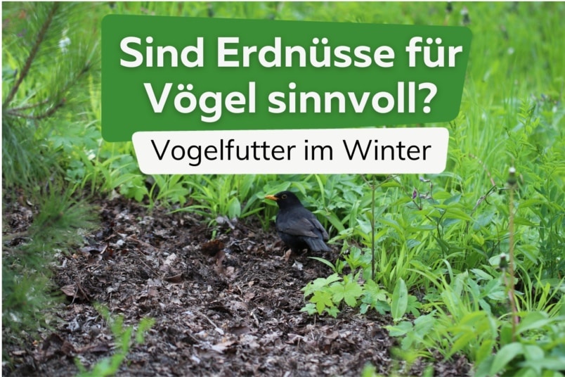 Vogelfutter im Winter - Sind Erdnüsse sinnvoll?