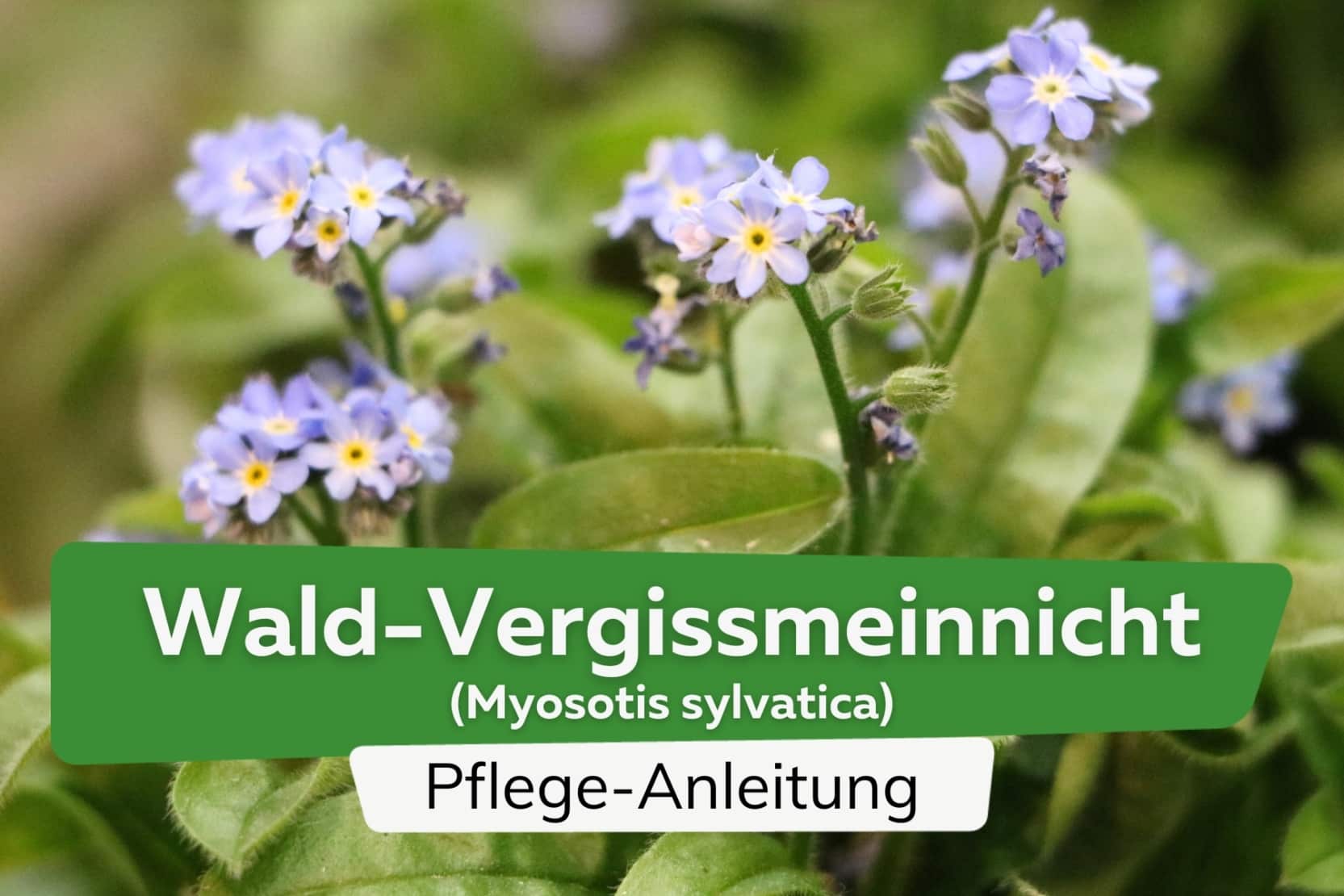 Waldvergissmeinnicht Myosotis Sylvatica Pflege Von A Z Waldvergissmeinnicht Myosotis Sylvatica Pflege Von A Z