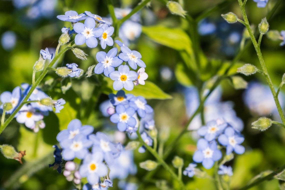 Waldvergissmeinnicht (Sylvatica myosotis)