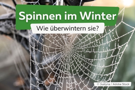 Spinnen im Winter