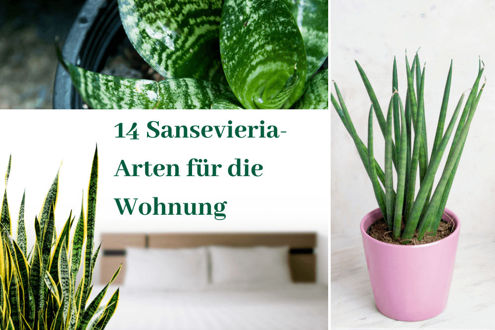 14 Sansevieria-Arten mit Bild: Bogenhanf-Vielfalt