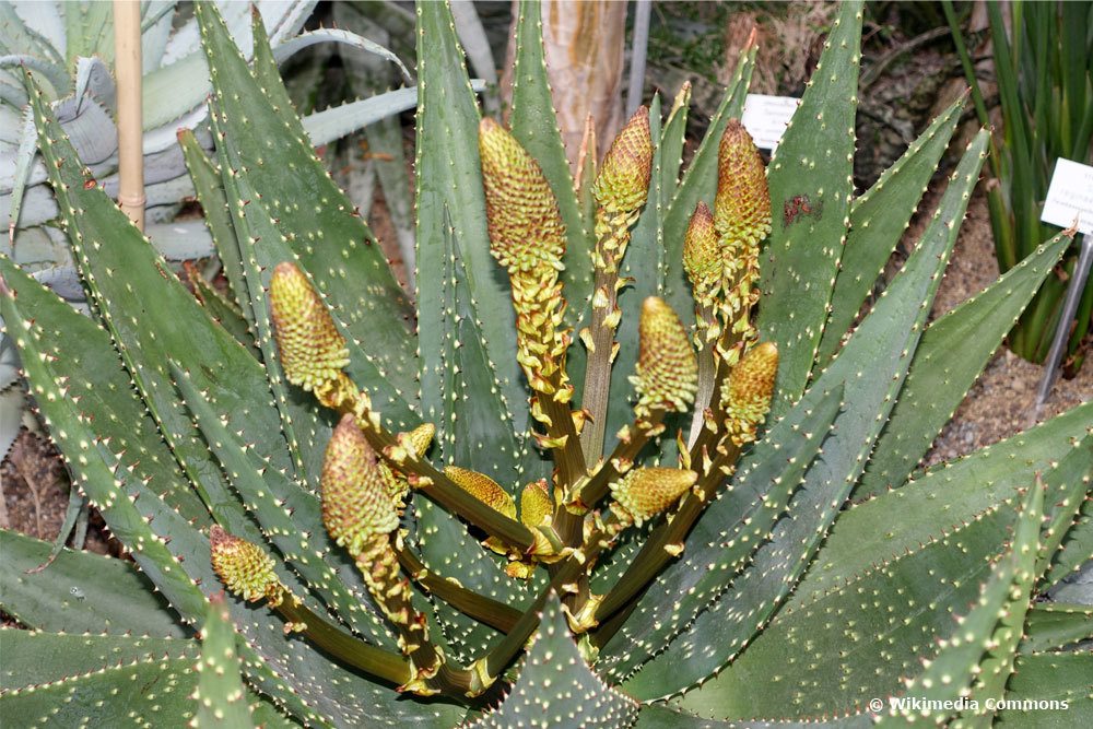 Aloe aculeata