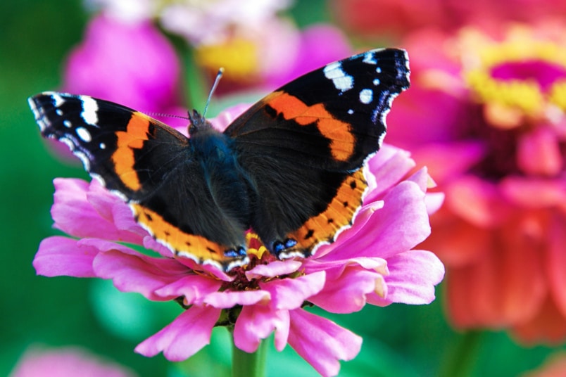 Admiral (Vanessa atalanta)