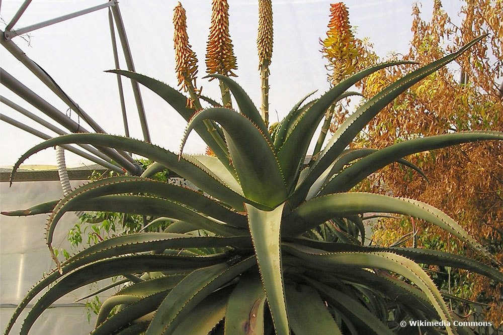 Aloe africana