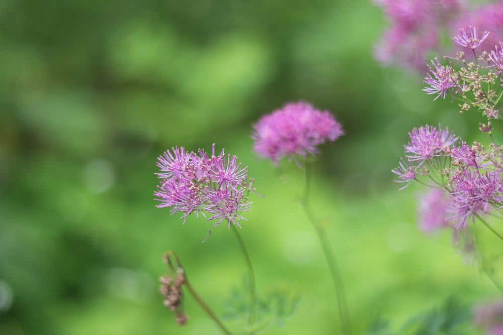 Thalictrum aquilegiifolium