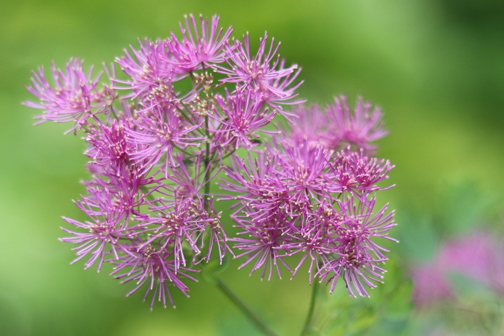 Blüte der Akeleiblättrigen Wiesenraute